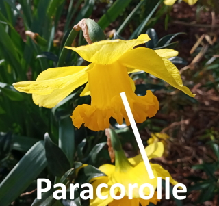 Paracorolle.