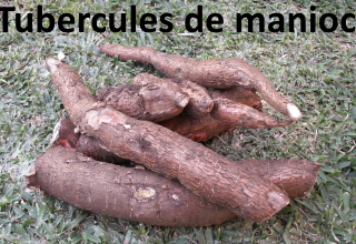 Tubercule de manioc.