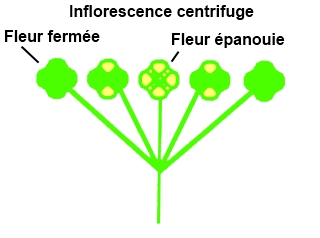 Inflorescence centrifuge.