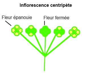 Inflorescence centripète.