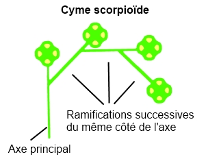 Cyme scorpioïde.