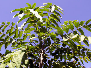 Espèce endémique de La Réunion.