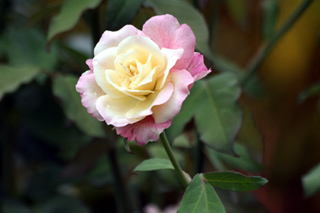 Fleur. Rose de Bourbon.