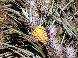 Fruit : Ananas un faux fruit, Ananas comosus (L.) Merr.