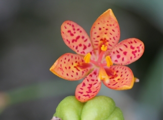 Pétaloïde - Fleur pétaloïde.
