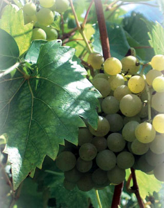 vigne raisins de Cilaos île de La Réunion