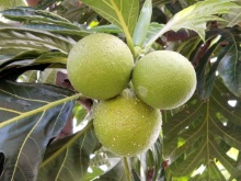 Artocarpus altilis (Parkinson) Fosberg. Fruits