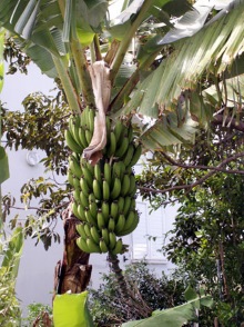 Bananier bananes