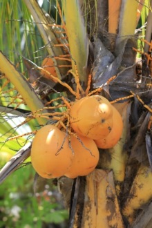 Cocos nucifera L. Cocotier. Noix de coco.