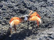 Crabe de La Réunion.
