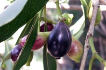 Syzygium cumini (L.) Skeels. Fruits : Jamblon ou jamelonier.