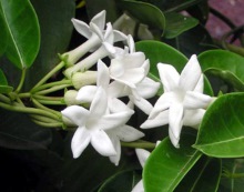 Jasmin Marsdenia floribunda (Brongn.) Schltr.