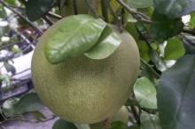 Fruit : Citrus maxima.