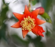 Fleur : Punica granatum.
