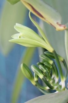 Vanille vanillier Vanilla planifolia.