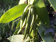 Vanille vanillier Vanilla planifolia Orchidée