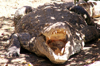 Crododiles à Croc Parc