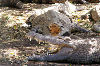 Crododiles à Croc Parc