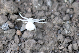 Araignée crabe. Araignée de La Réunion.