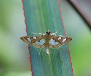 Bocchoris borbonensis Guillermet, 1996.