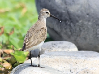 Calidris ferruginea. Bécasseau cocorli. Oiseau de La Réunion.