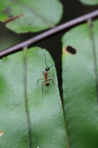 Camponotus re01. Fourmi endémique de La Réunion.