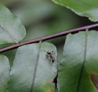 Camponotus re01.
