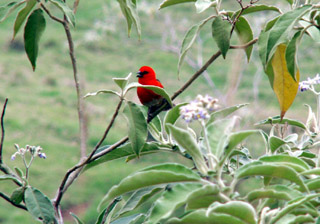 Cardinal. Foudi rouge. Foudia madagascariensis.