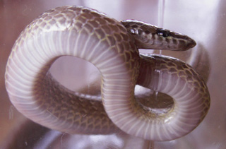 Lycodon aulicus couleuvre Loup serpent La Réunion