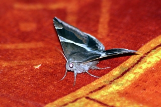 Dysgonia torrida (Guenée, 1852). Papillon de La Réunion.