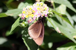 Euploea goudotii. Papillon endémique de La Réunion.