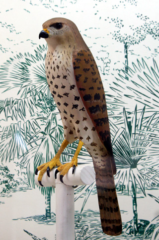 Faucon de Dubois. Falco duboisi