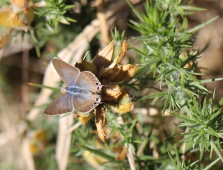 Lampides boeticus. Papillon de La Réunion.