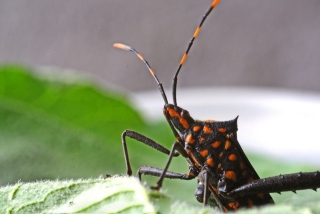 Leptoglossus gonagra. Punaise insecte de La Réunion.