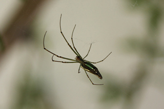 Leucauge undulata araignée de La Réunion.