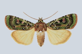 Mentaxya palmistarum (Joannis, 1932).