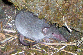 Musaraigne ou Rat musqué - Suncus murinus