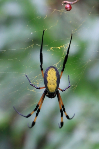 Espèce invasive : l'araignée Jorō à l'assaut des États-Unis