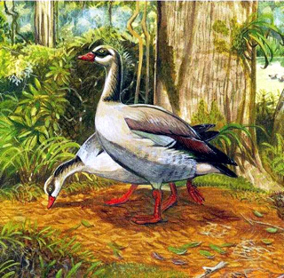 Alopochen kervazoi oiseau endémique de La Réunion