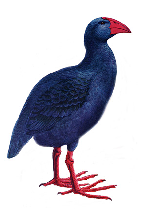 Porphyrio coerulescens. oiseau endémique de La Réunion