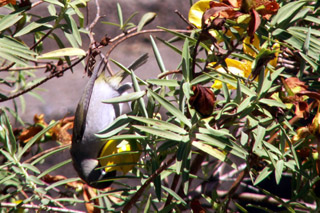 Oiseau Vert ou zoizeau vert à lunette  Zosterops olivaceus.