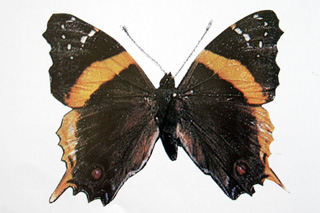 Antanartia borbonica Papillon endémique de La Réunion