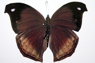 Salamis augustina Papillon endémique de La Réunion