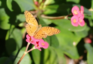 Phalanta phalanta aethiopica. Papillon de La Réunion.