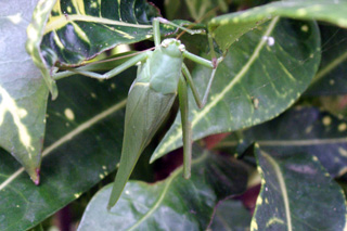 Holochlora biloba sauterelle