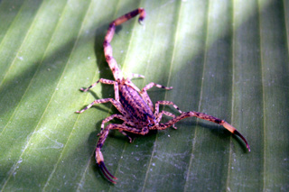 Scorpion Isometrus maculatus