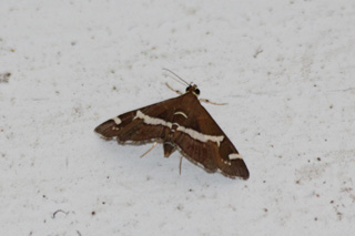 Spoladea recurvalis. Papillon de La Réunion.