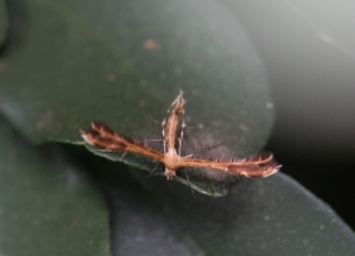 Stenodacma wahlbergi. Papillon de La Réunion.