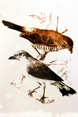 Tuit-tuit oiseau endémique de La Réunion