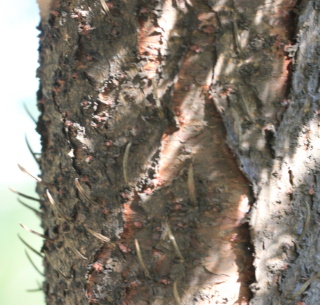 Araucaria heterophylla, Pin de Norfolk.